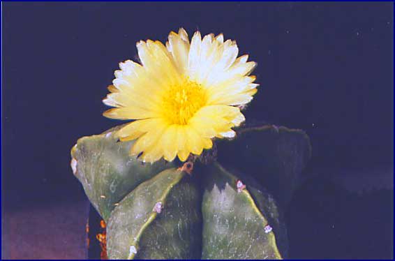 Astrophytum myriostigma var. nudum 2