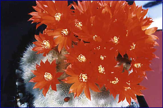 Aylostera muscula