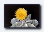 Klik for forst�rrelse