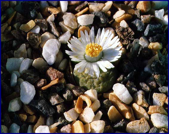 Lithops fulviceps - blomst