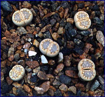 Lithops hallii